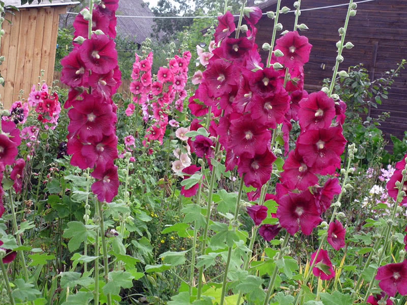 Garden hollyhock