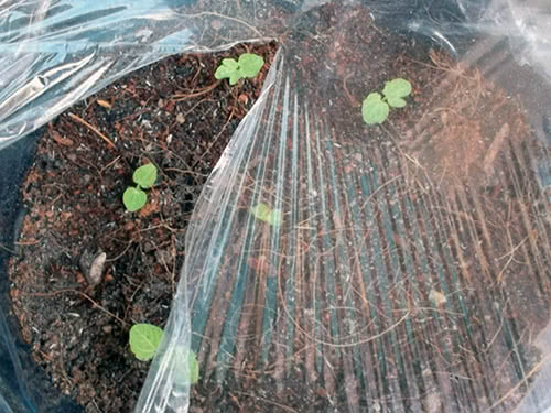 Planting mallow seeds