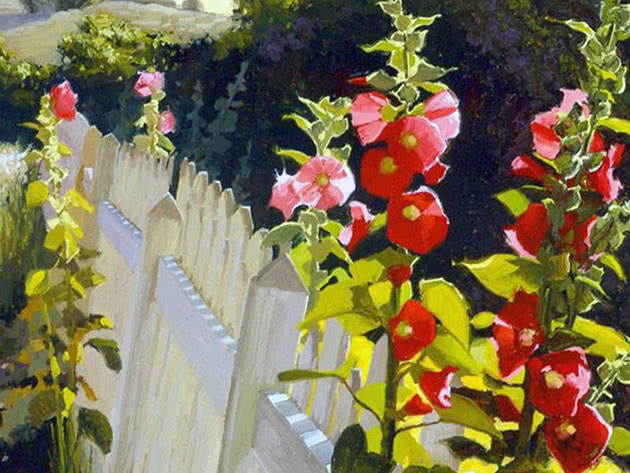 Malva in the garden by the fence