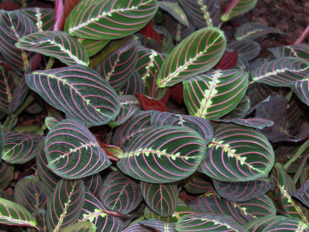 Маранта беложильчатая / Maranta leuconeura
