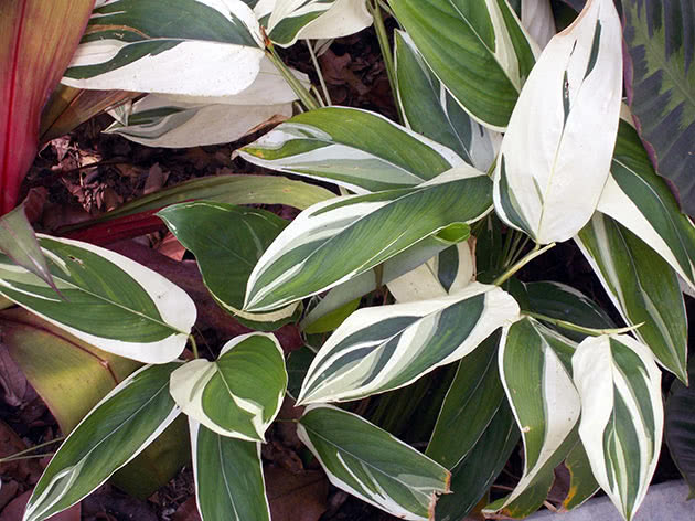 Маранта тростниковая / Maranta arundinacea