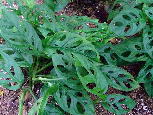 Монстера косая, или неравнобокая / Monstera obliqua