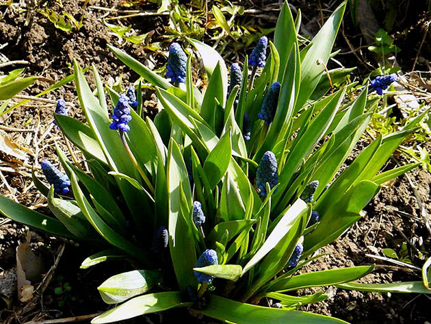 Muscari bush