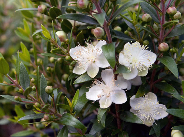 Myrtle flower