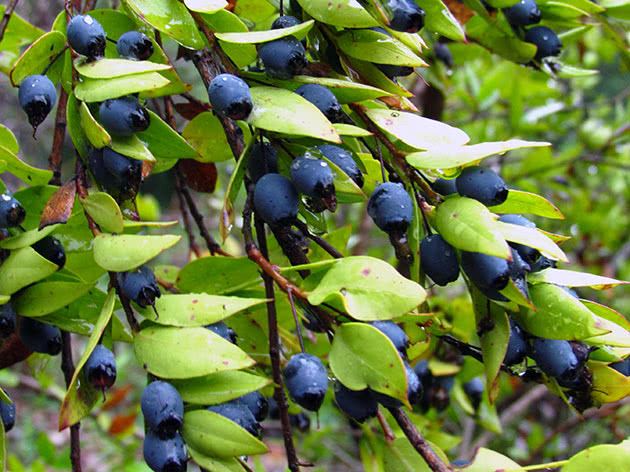 Myrtle branch with berries