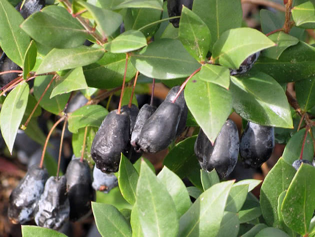 Myrtle berries