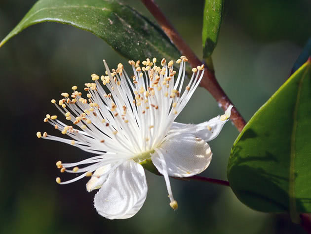 Мирт обыкновенный / Myrtus communis