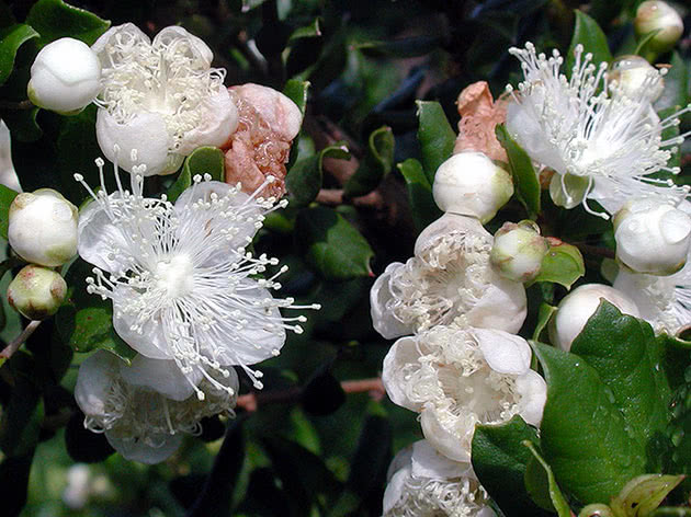Мирт хеквен / Myrtus chequen