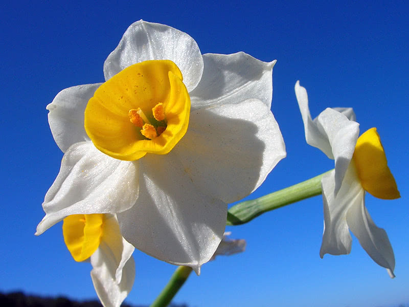Многоцветковый или тацетовидный нарцисс (Tazetta, Bunch-flowered)