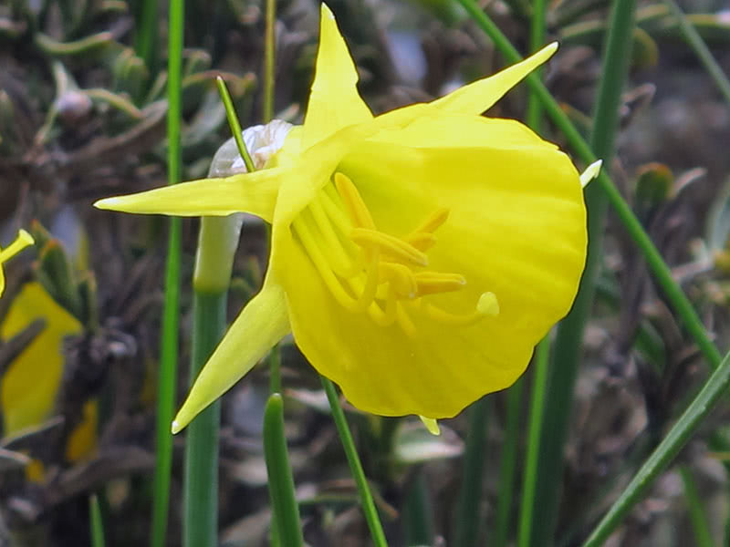 Бульбокодиум нарцисс (Bulbocodium Hybrids)