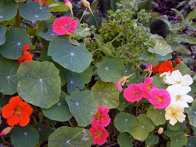 Growing nasturtium in the garden