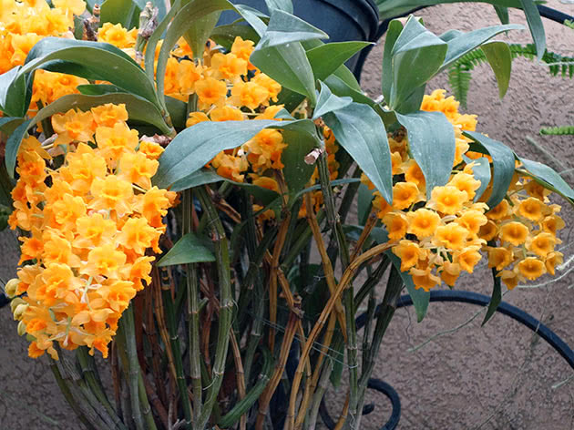 Дендробиум густоцветный (Dendrobium densiflorum)