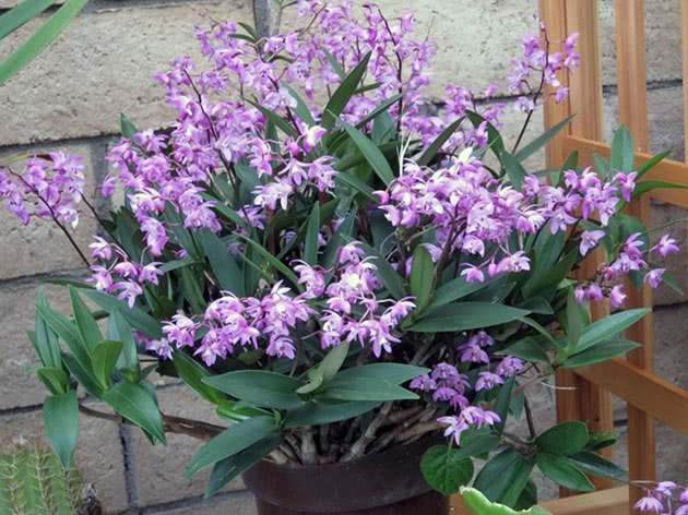 Дендробиум Кинга (Dendrobium kingianum)