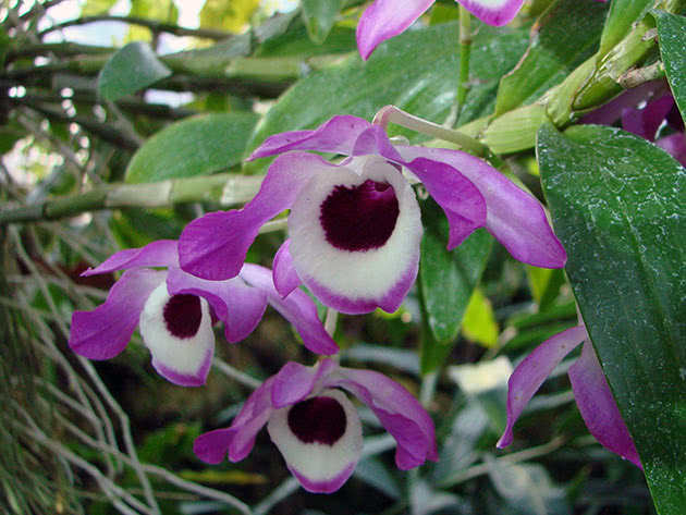 Дендробиум благородный или нобиле (Dendrobium nobile)