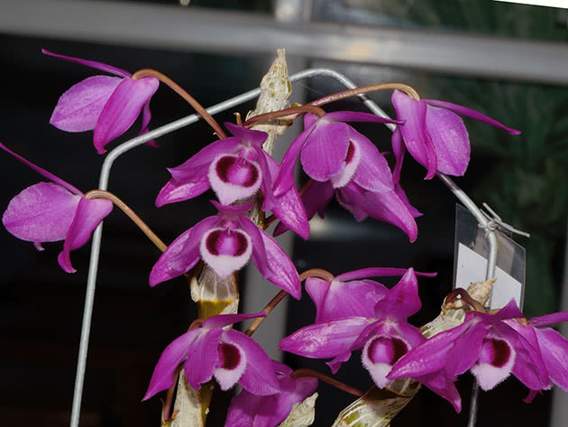 Дендробиум Париша (Dendrobium parishii)