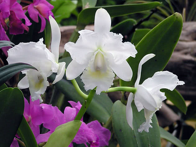 Дендробиум фаленопсис (Dendrobium phalaenopsis)