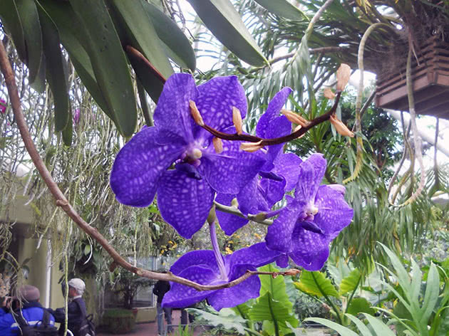 Ванда голубая (Vanda coerulea)