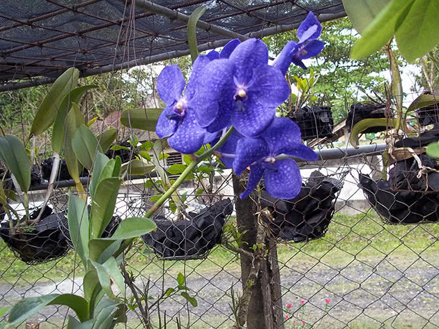 Ванда Ротшильда (Vanda rothschildiana)