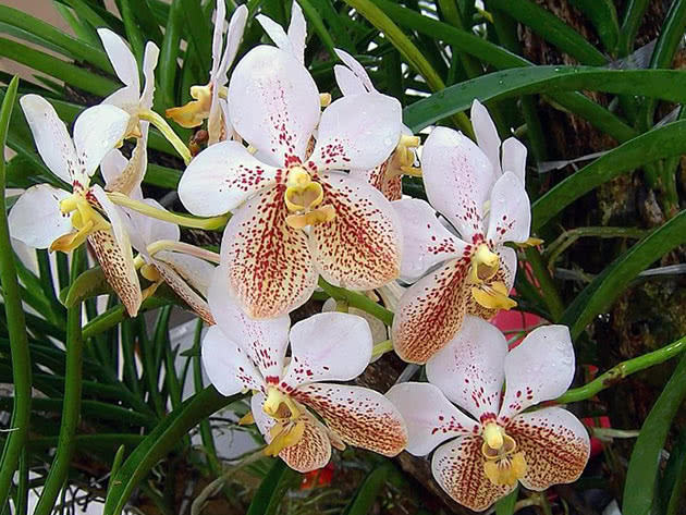 Ванда Сандера (Vanda sanderiana)