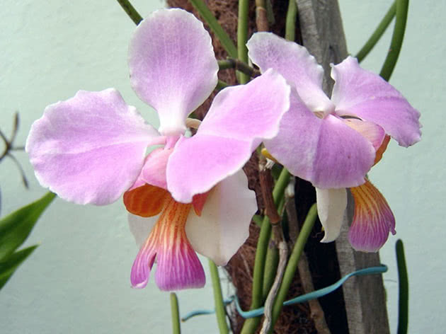 Ванда вальковатая (Vanda teres)