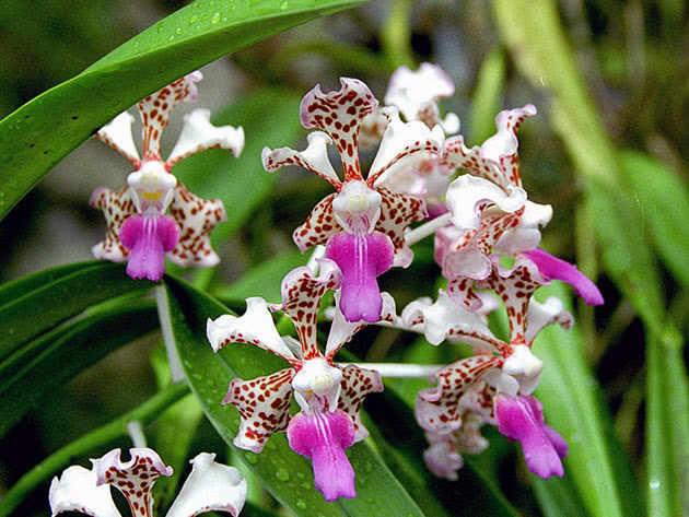 Ванда трехцветная (Vanda tricolor)
