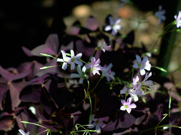 Кислица треугольная / Oxalis triangularis