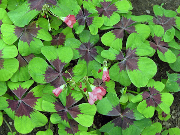 Кислица четырёхлистная / Oxalis tetraphylla
