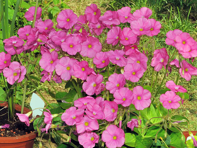 Кислица Боуви / Oxalis bowiei