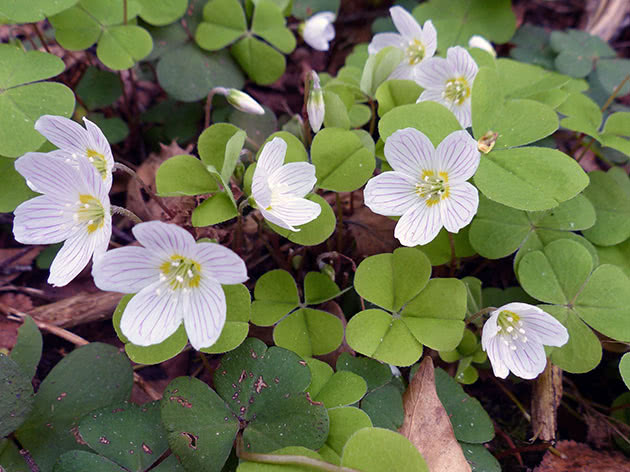 Кислица обыкновенная / Oxalis acetosella
