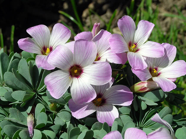 Кислица железистолистная / Oxalis adenophylla