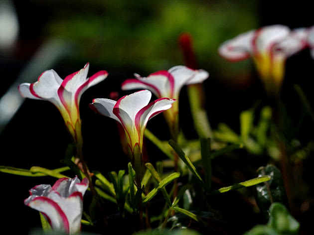 Кислица разноцветная / Oxalis versicolor