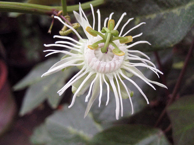 Пассифлора трехполосая / Passiflora trifasciata