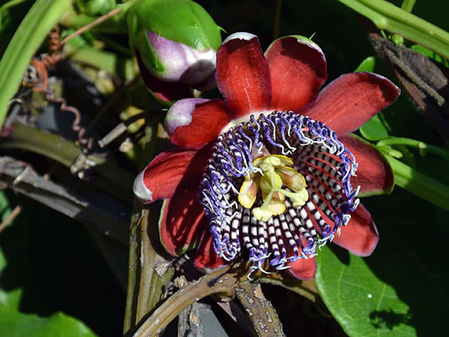 Пассифлора четырехгранная / Passiflora quadrangularis