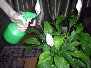 Обприскування під час періоду спокою
