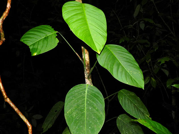 Philodendron popenoei