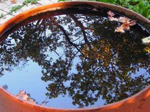 Полива дождевой водой