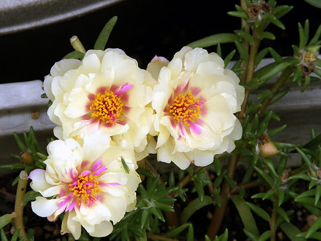 Портулак великоквітковий / Portulaca grandiflora
