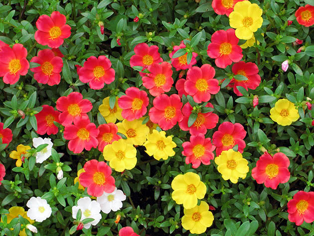 Портулак огородный, или портулак овощной / Portulaca oleracea