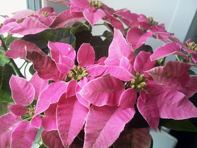 Pink poinsettia