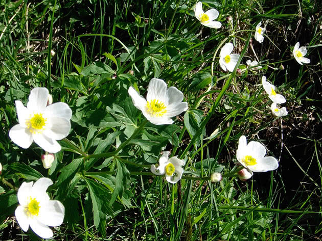 Лютик аконитолистный, или борецелистный / Ranunculus aconitifolius