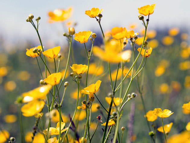 Лютик едкий / Ranunculus acris