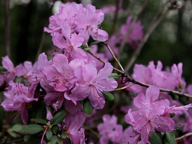 Рододендрон даурский / Rhododendron dahuricum