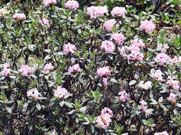 Рододендрон Адамса / Rhododendron adamsii