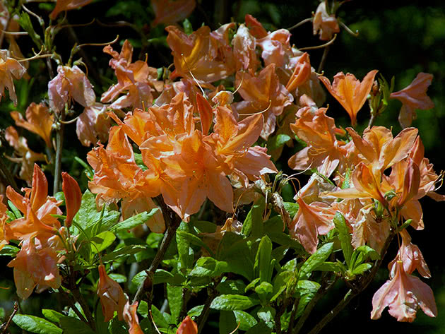Рододендрон японский / Rhododendron japonicum