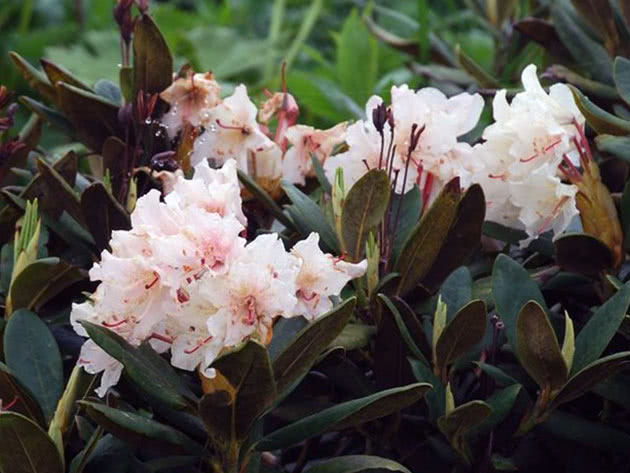Рододендрон кавказский / Rhododendron caucasicum