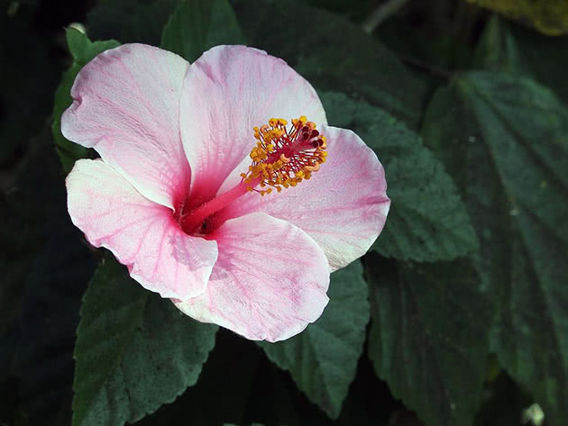 China rose flower