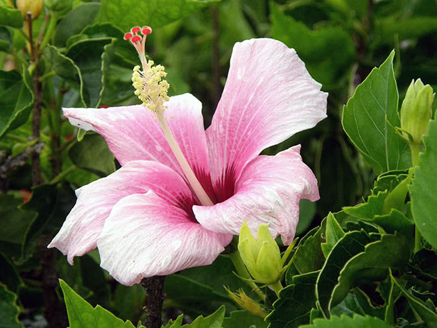 House China rose