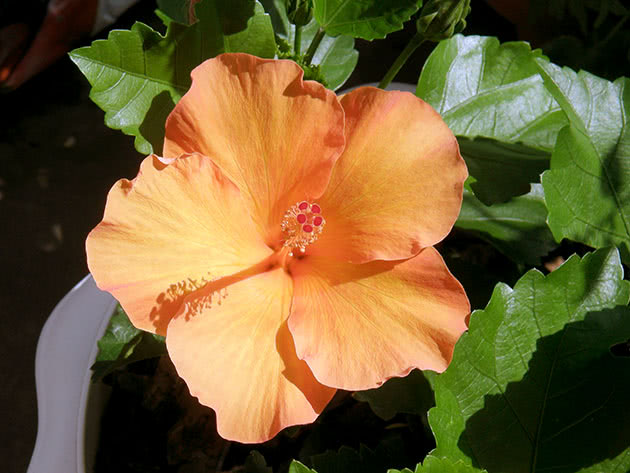 Indoor China rose