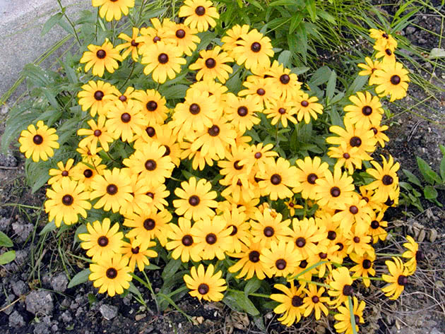 Рудбекия волосистая / Rudbeckia hirta