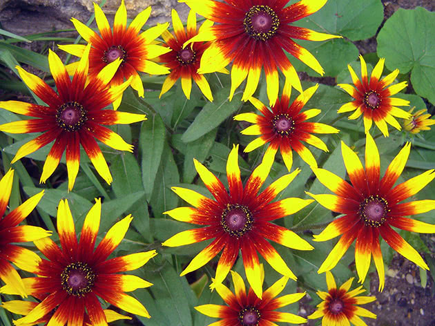 Рудбекия двуцветная / Rudbeckia bicolor